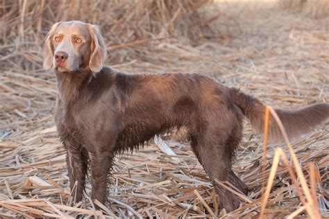 WE HAVE To Have One Long Haired Weim Long Haired Weimaraner