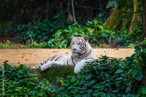 White Bengal Tiger With Blue Eyes Lying Among Green Plants In The Zoo