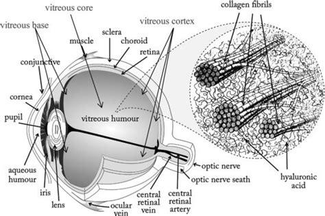 The Vitreous Humor In The Human Eye Download Scientific Diagram