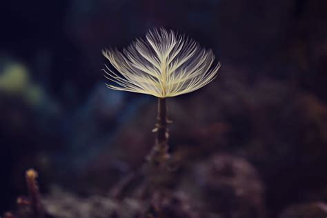 The Beauty Of Small Things Photography | Great Inspire