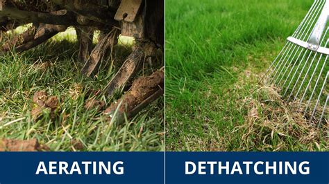 How To Aerate And Dethatch Your Lawn Dethatching Your Lawn Cardinal