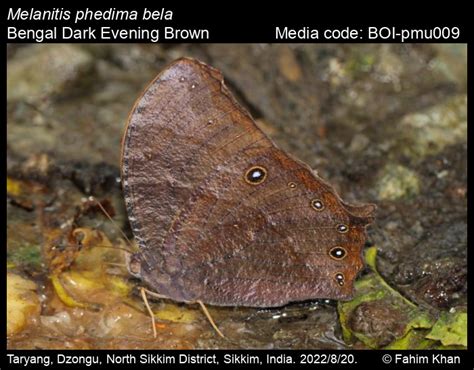Melanitis Phedima Cramer 1780 Dark Evening Brown Butterfly