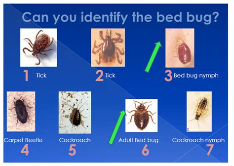 How To Identify Bed Bugs In Your Home Bed Bugs Northwest