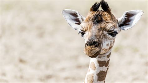 Giraffes May Soon Be Protected By International Endangered Species