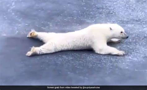 Polar Bear Slides On Ice Sheet To Avoid Breaking It Gives Life Lesson