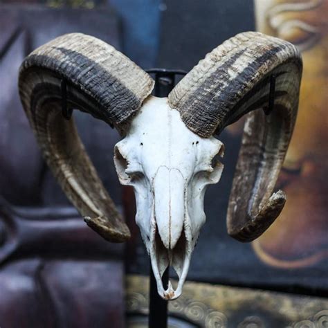 Admire The Pure Beauty Of This Authentic Ram Skull Breathtaking In It
