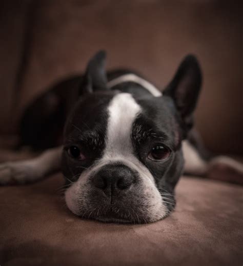 French Bulldog Hair Loss What Are The Main Causes —