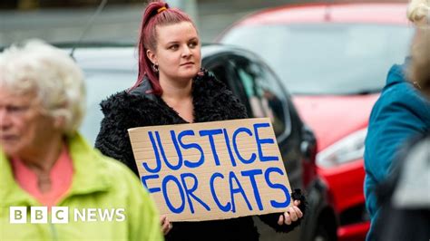 Ty Nant Cat Sanctuary Burglary Teens Appear In Court Bbc News