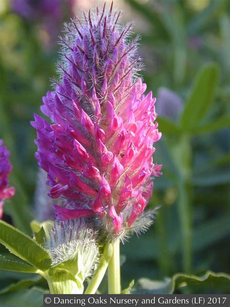 Trifolium Rubens Red Feather Clover Red Trefoil Dancing Oaks