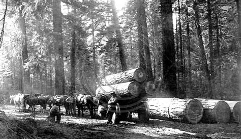 The Old Photo Guy Historical Logging Logging In The Sierras