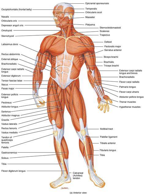 Female Shoulder Muscles Diagram Download Female Muscle Diagram For