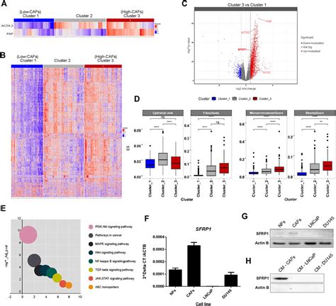 Frontiers Sfrp1 Induces A Stem Cell Phenotype In Prostate Cancer Cells