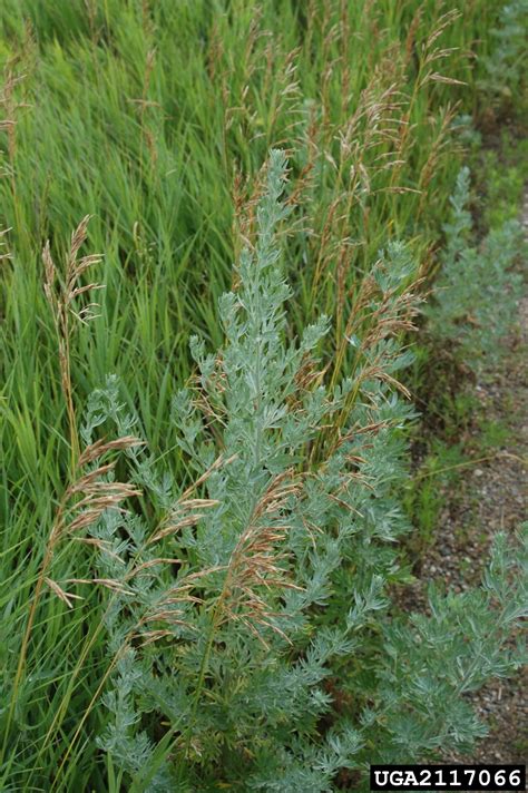 Absinth Wormwood Artemisia Absinthium