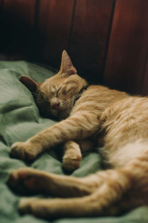 37 Best Sleepy Pets That You Wish Were You Images In 2020 Pets