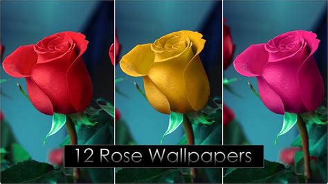Rose Wallpapers Unique Rose Wallpaper 12 Rose Wallpapers Hd
