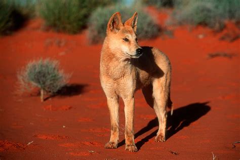 Dingo Australian Wild Dog New Scientist
