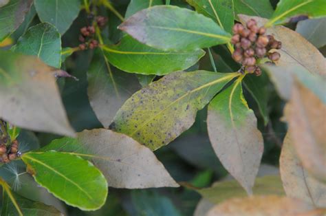 Bay Tree Issues Yellowingbrowning Leaves — Bbc Gardeners World Magazine