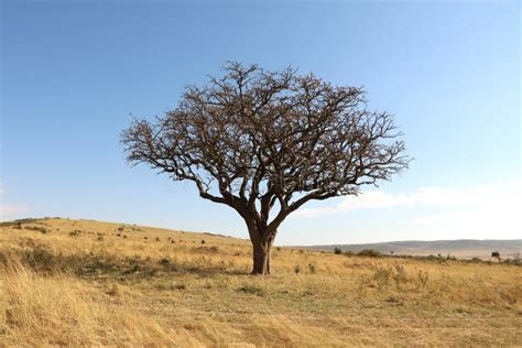 Ecosystem Tree Savanna Grassland Picture Image 111111280