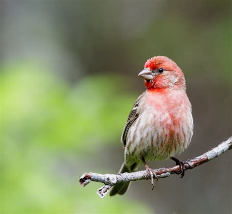 Birds With Red Head Free Stock Photo Public Domain Pictures