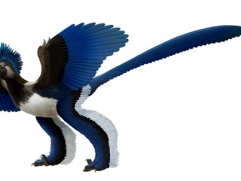 Larchaeopteryx Est à Nouveau Un Oiseau Sciences Et Avenir