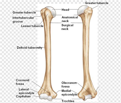 Greater And Lesser Tubercle Humerus