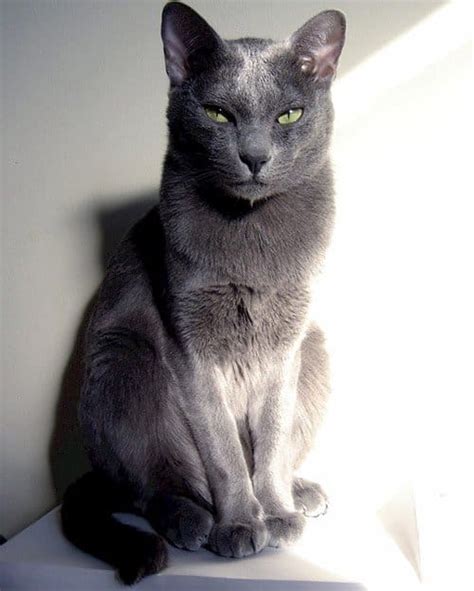The devon rex's coat may. 11 Cat Breeds that Don't Shed (Or are very LOW-SHEDDING!)