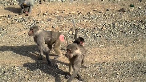 Arabian Baboon Monkeys Along The Roadside Makkah Madinah Highway Saudi