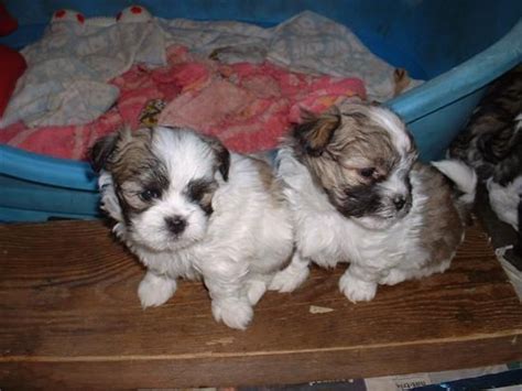 We gather all ads from hundreds of classified sites for you! MALTESE SHIHTZU PUPPIES 2 MALE CARAMEL WHITE FOR SALE ...