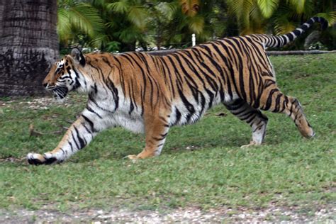 Tiger Running And Playing Explore Tiswangos Photos On Fli Flickr