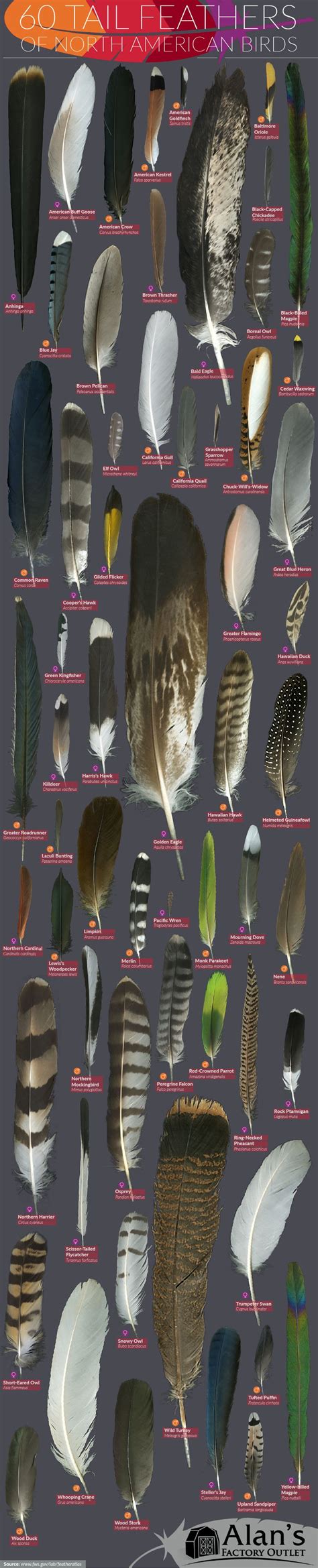 How To Identify 60 Bird Feathers In North America Infographic Identifying Birds Beautiful