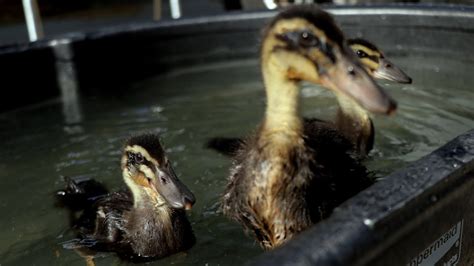 2 Week Old Rouen Ducklings Swimming Youtube