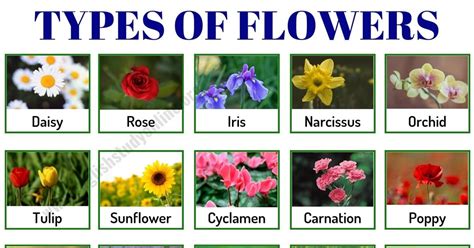 Types Of Flowers Different Kinds Of Flowers With Names And Pictures