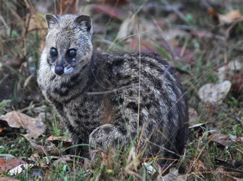 Malabar Large Spotted Civet Animal Of The World Wiki Fandom Powered