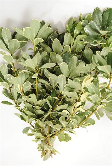 Pittosporum Variegated Ferntrust