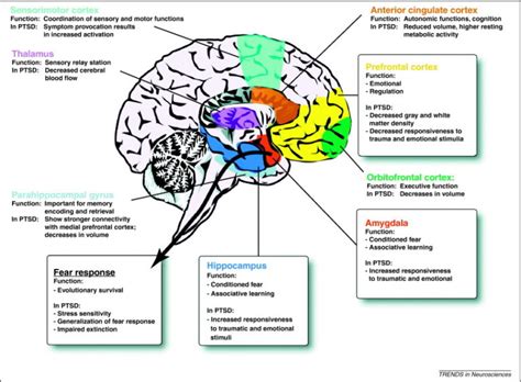 The Amygdala Limbic Lobe Pons And Medulla Introduction Wise
