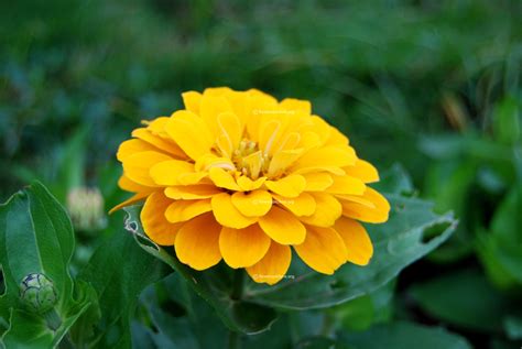 Regine Heilmann Orange And Yellow Flowers Pictures A Wow Worthy List