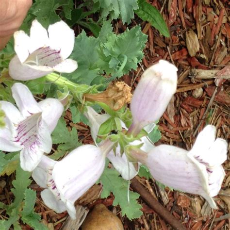 Fox Glove Foxglove Plants Garden