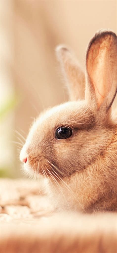 1242x2688 Rabbit Hd Iphone Xs Max Hd 4k Wallpapers Images Backgrounds