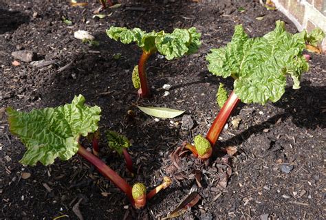 How To Grow Rhubarb Thompson And Morgan
