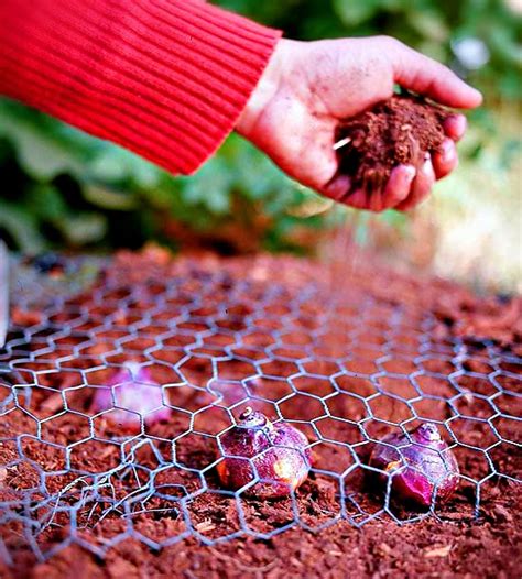 Hopefully, one or more of these methods will help protect the bulbs in your garden from squirrels. How to protect your bulbs from squirrels - Alternative ...