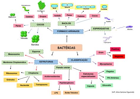 Mapa Mental Estrutura Das Bactérias Docsity