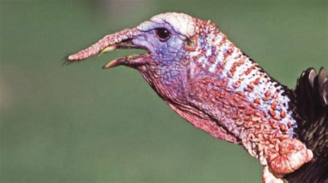 the weird anatomy of wild turkeys fin and field blog