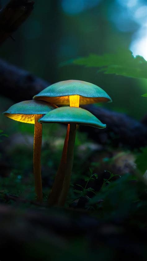 Neon Mushroom Wallpapers Top Những Hình Ảnh Đẹp