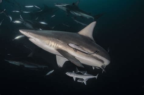 How Our Shark Finning Ban Helps Us Sustainably Manage Shark Fisheries