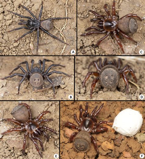 A New Trapdoor Spider Of Cyclocosmia Ausserer 1871 From Southern China