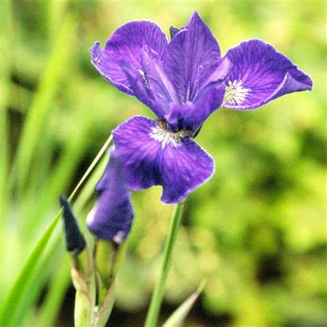 Check spelling or type a new query. Top 20 Perennials for Your Garden