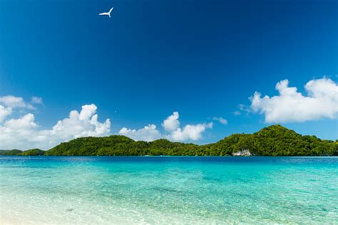 Palau Beach Stock Photo Download Image Now Istock