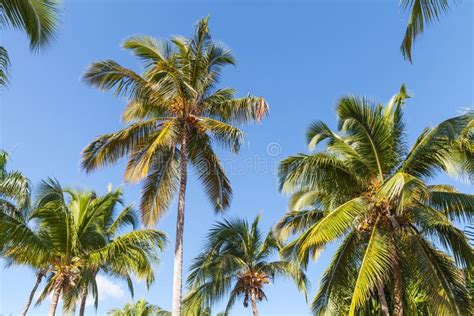 Forest Of Coconut Palm Trees Over Blue Sky Background Stock Image