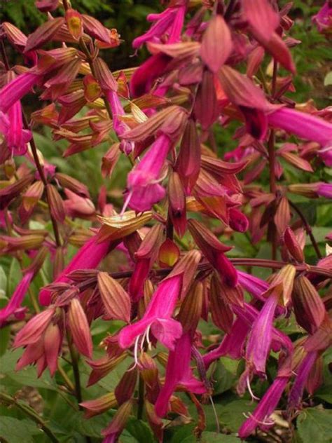 Salvia ‘wendys Wish Planthaven International