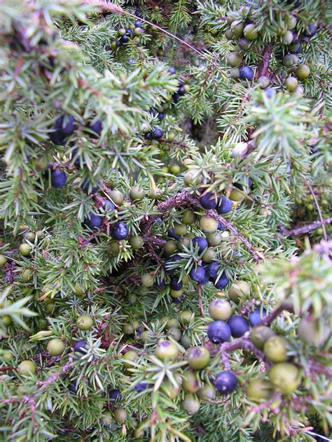 Temperate Climate Permaculture Permaculture Plants Juniper